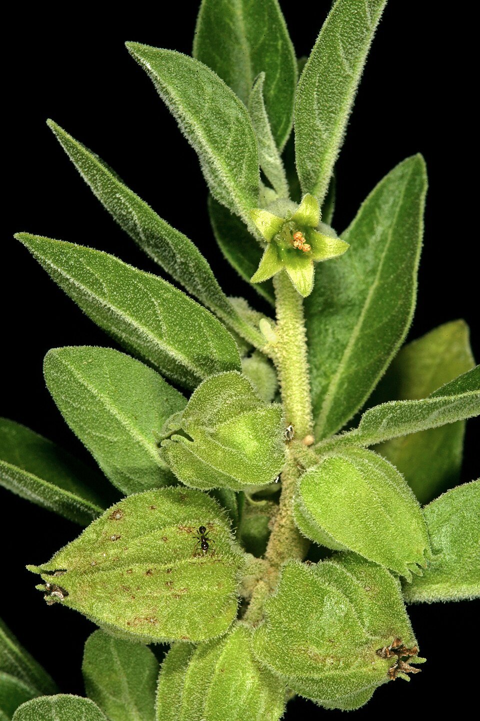 Ashwagandha